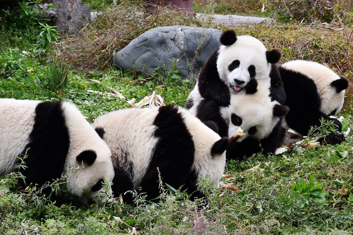 Panda in Wolong | Photo par Liu Bin