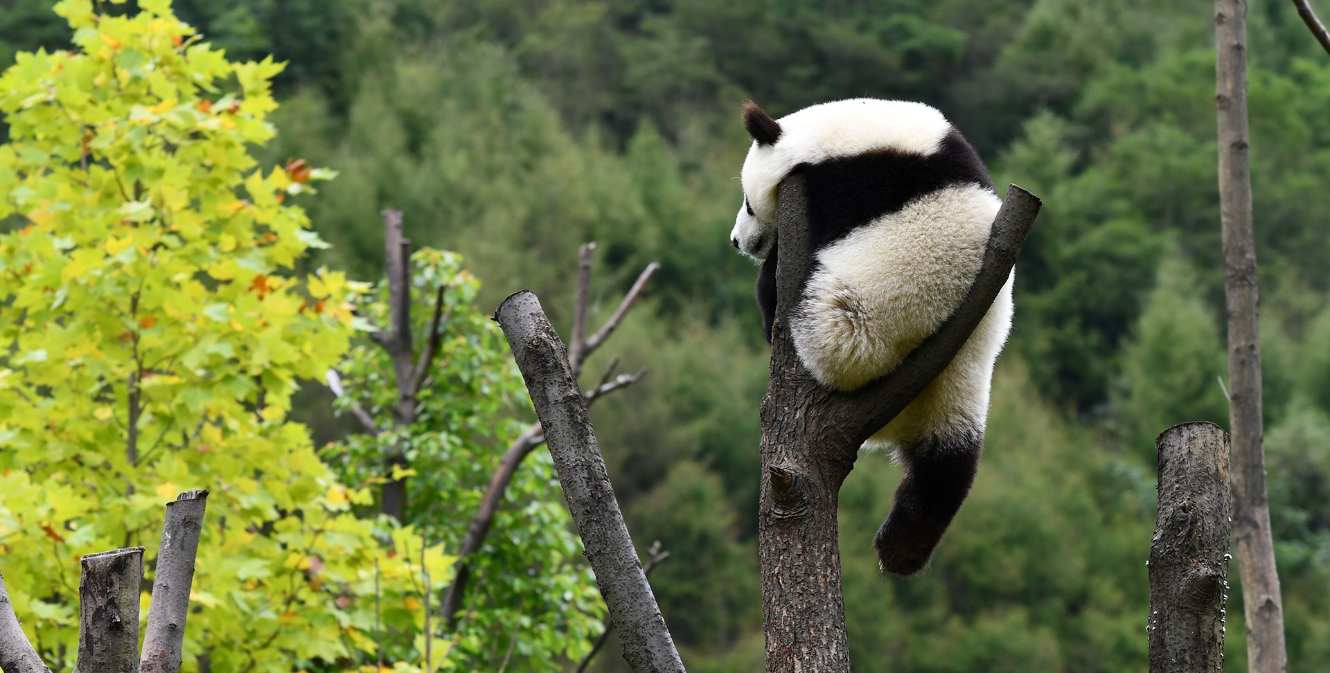 Explorer Jiuzhaigou, Huanglong et Panda à Wolong