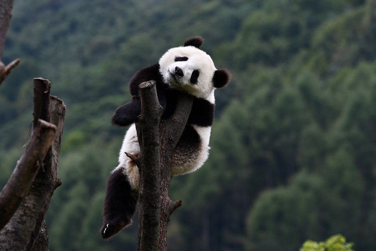 Panda in Wolong | Photo par Liu Bin
