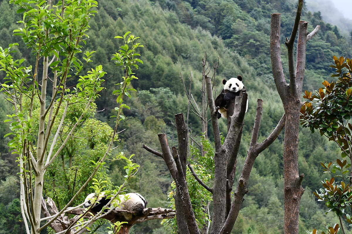 Panda in Wolong | Photo par Liu Bin