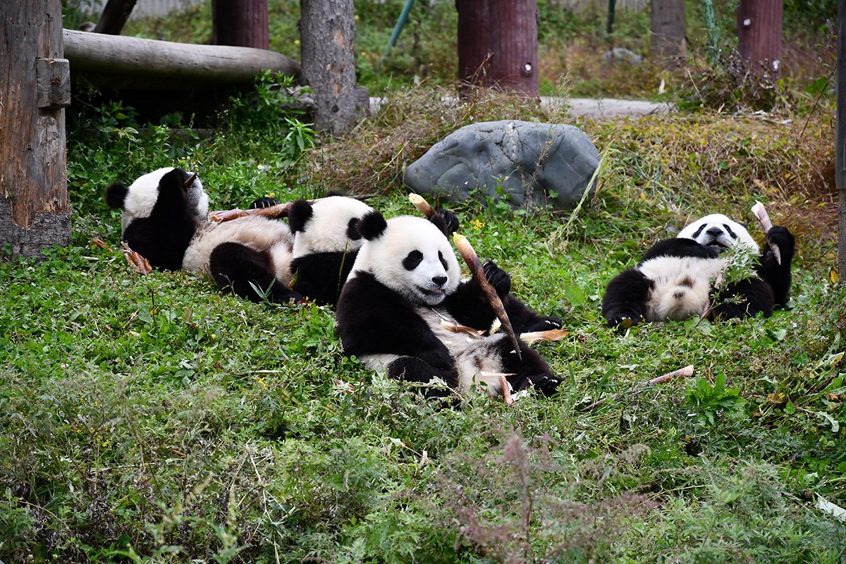 Panda in Wolong | Photo par Liu Bin