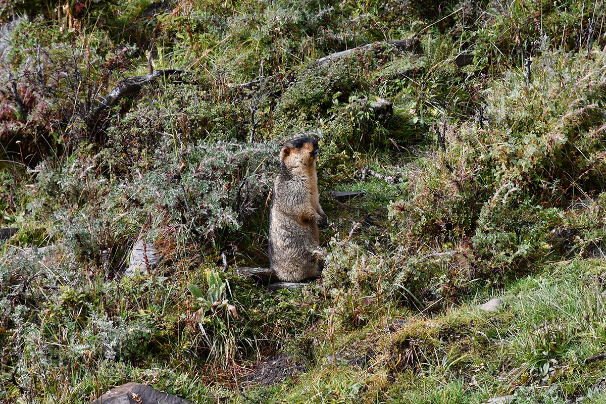 Marmot in Gongga Mountain | Photo par Liu Bin