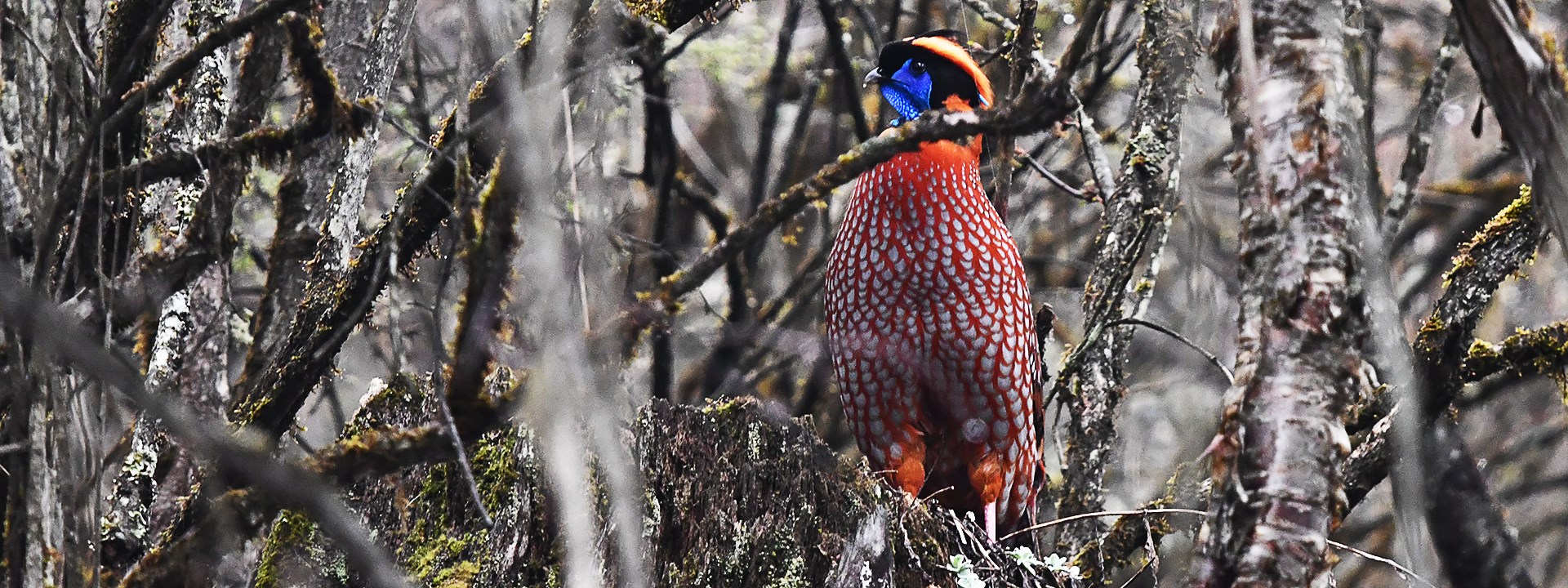 Voyage d’Aventure d’Oiseaux et de la Faune sur le Plateau Qinghai-Tibet