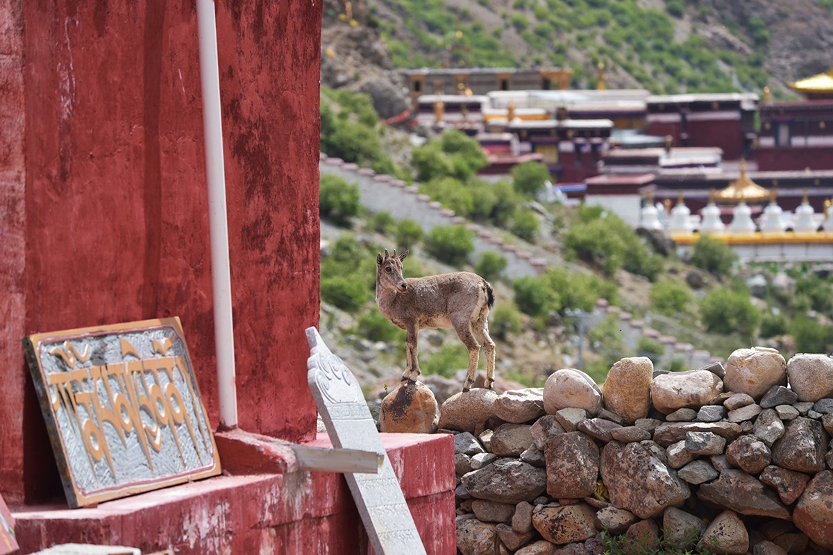 Tsurpu Monastery