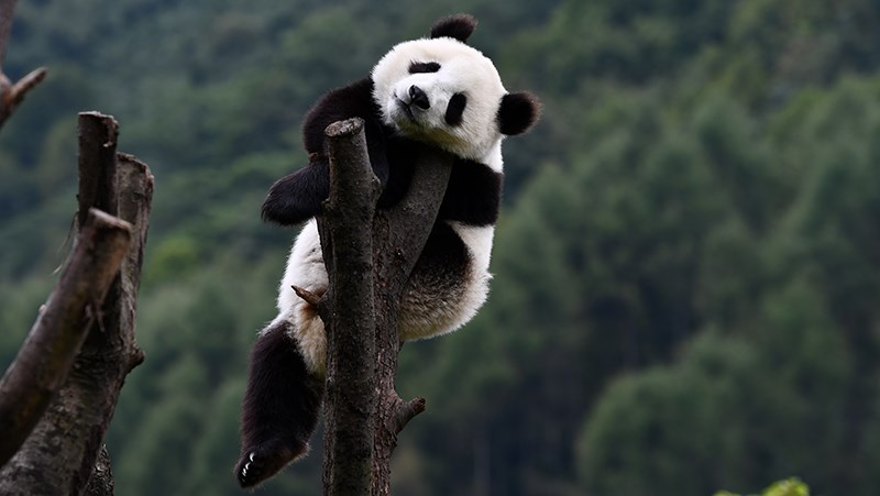 Panda in Wolong