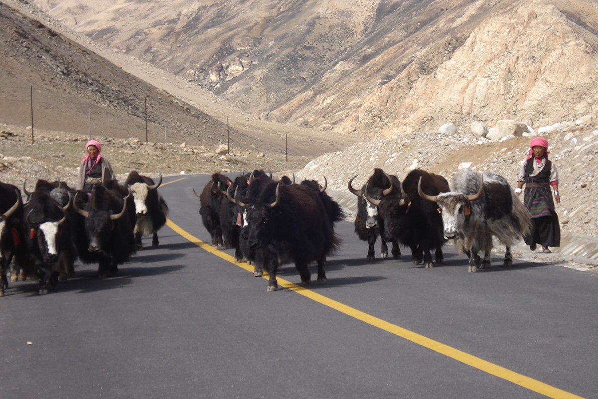 Yaks on the Way | Photo par Li Chaojun