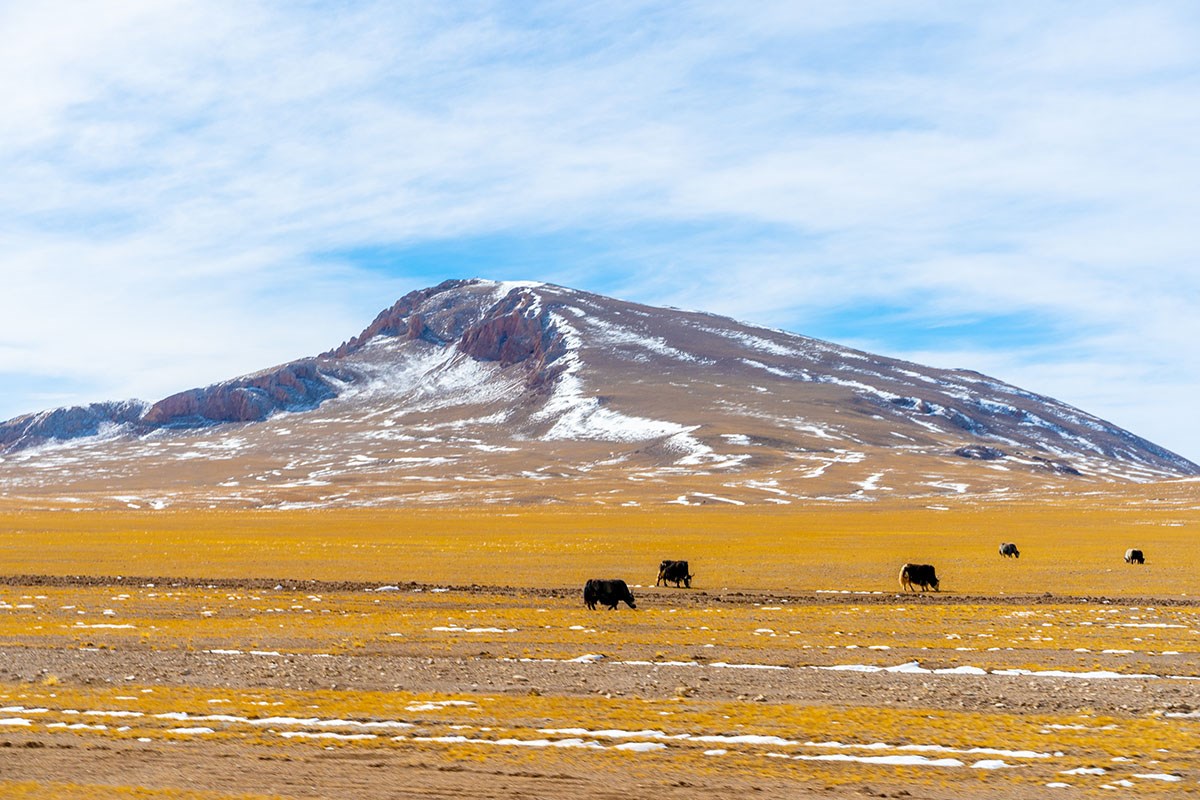 Yaks in West Tibet 