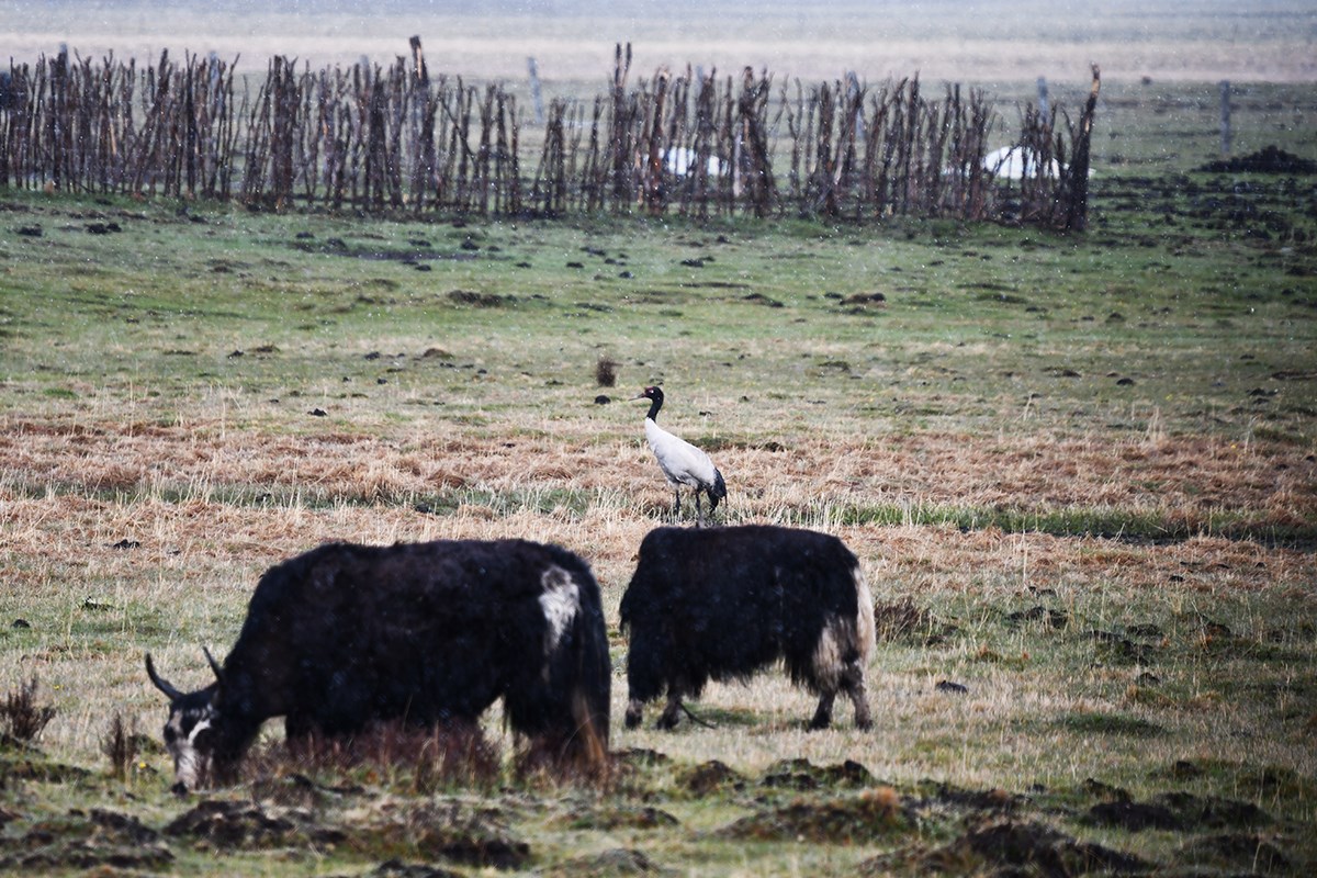 Black Necked Crane and Yaks | Photo par Liu Bin