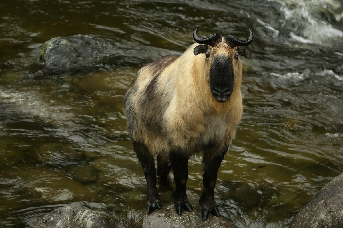 Takin | Photo par Thierry Quelennec