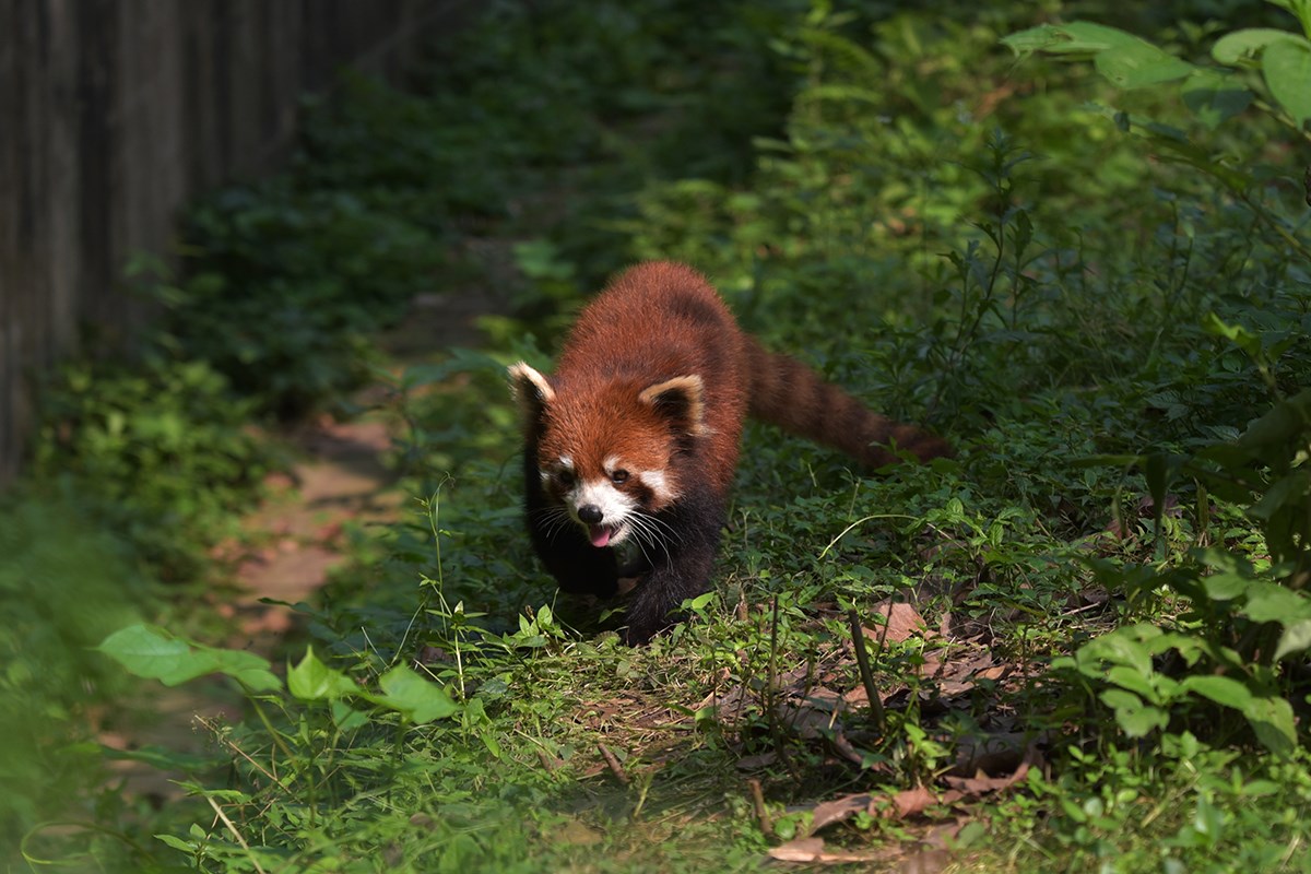 Red Panda | Photo par Liu Bin