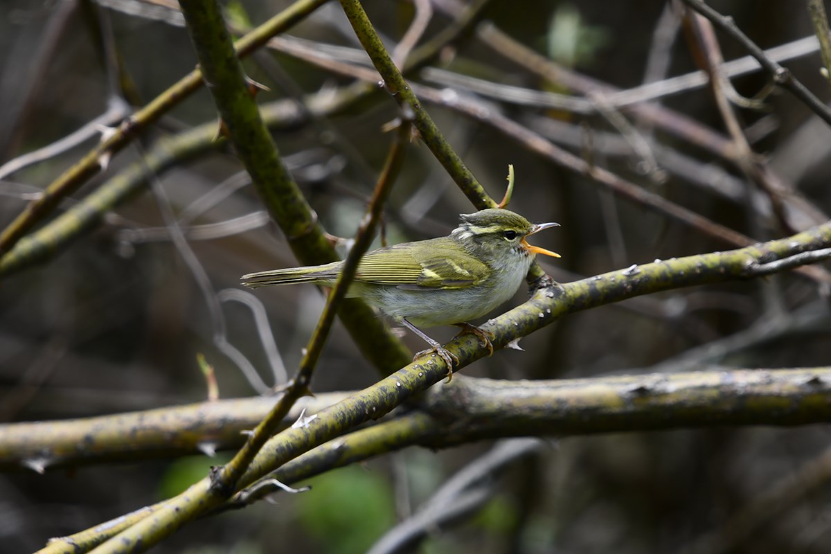 Arctic Warrbler | Photo par Liu Bin