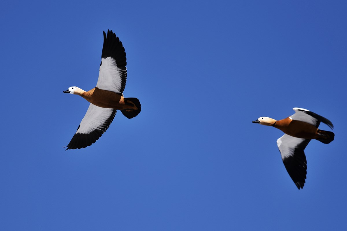Bar Headed Goose | Photo par Liu Bin