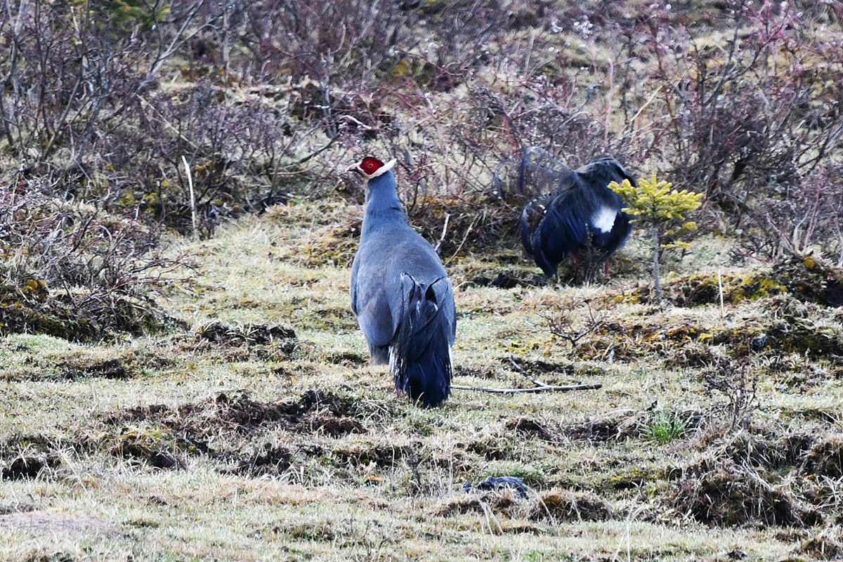 Blue Eared Pheasant | Photo par Thierry Quelennec