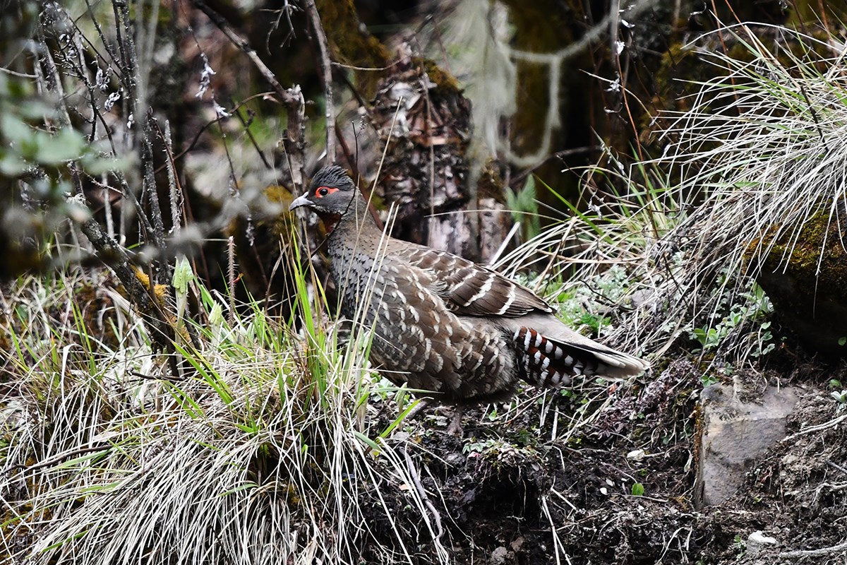 Chestunt Throated Partridge | Photo par Liu Bin