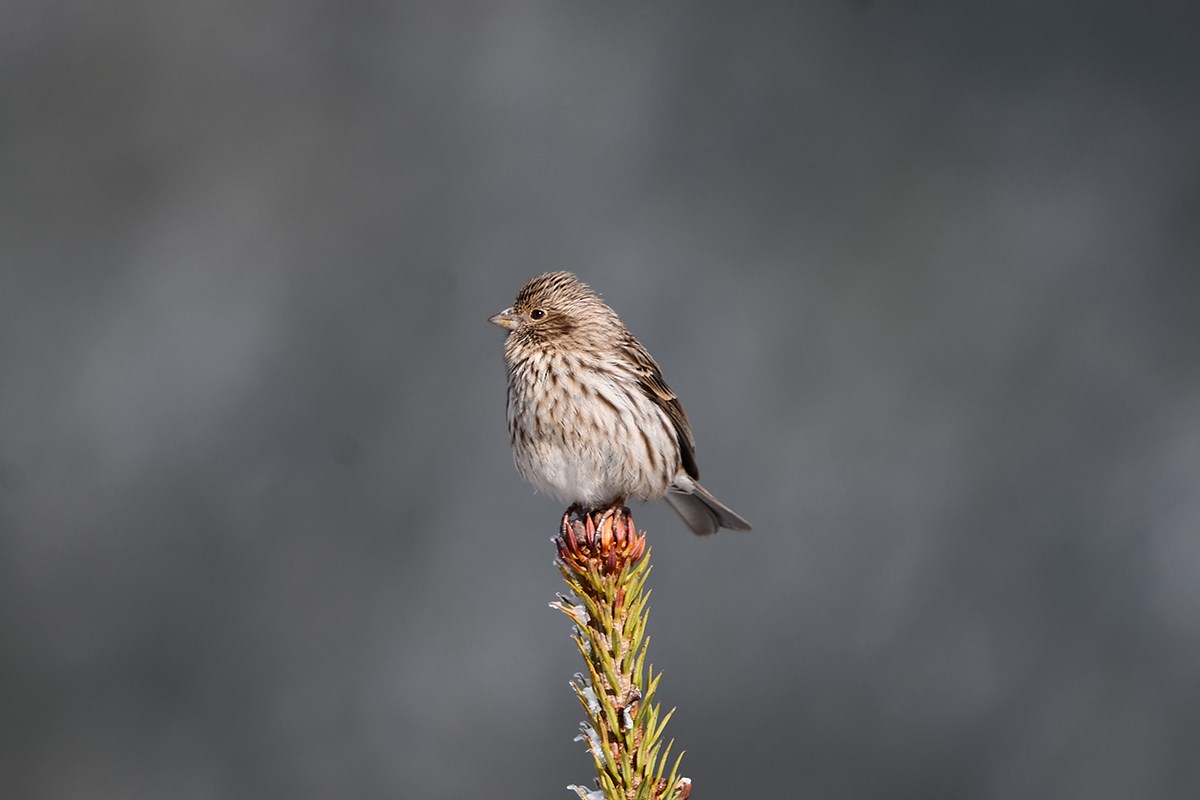Chinese Beautiful Rosefinch | Photo par Liu Bin