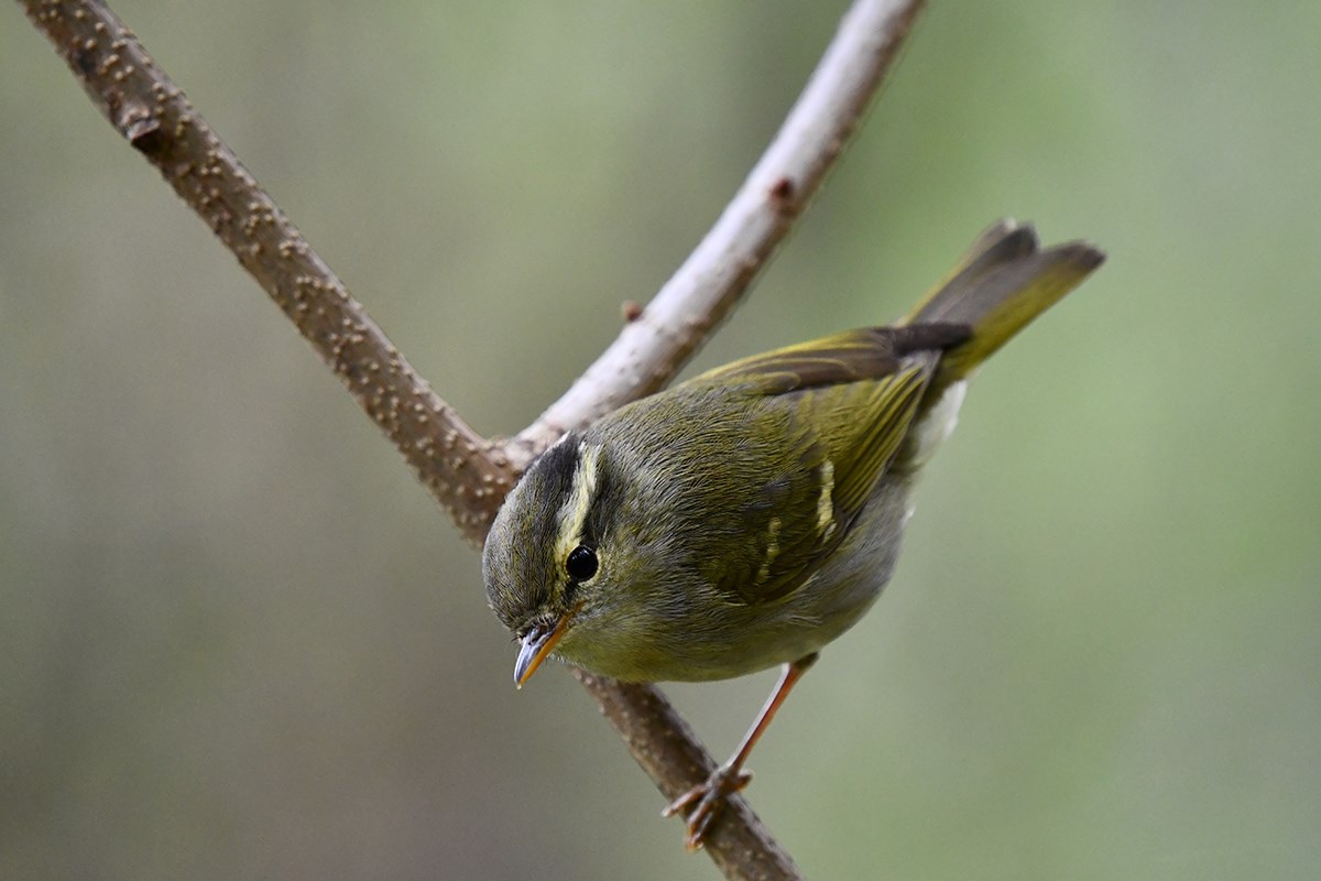 Claudias Leaf Warbler | Photo par Liu Bin