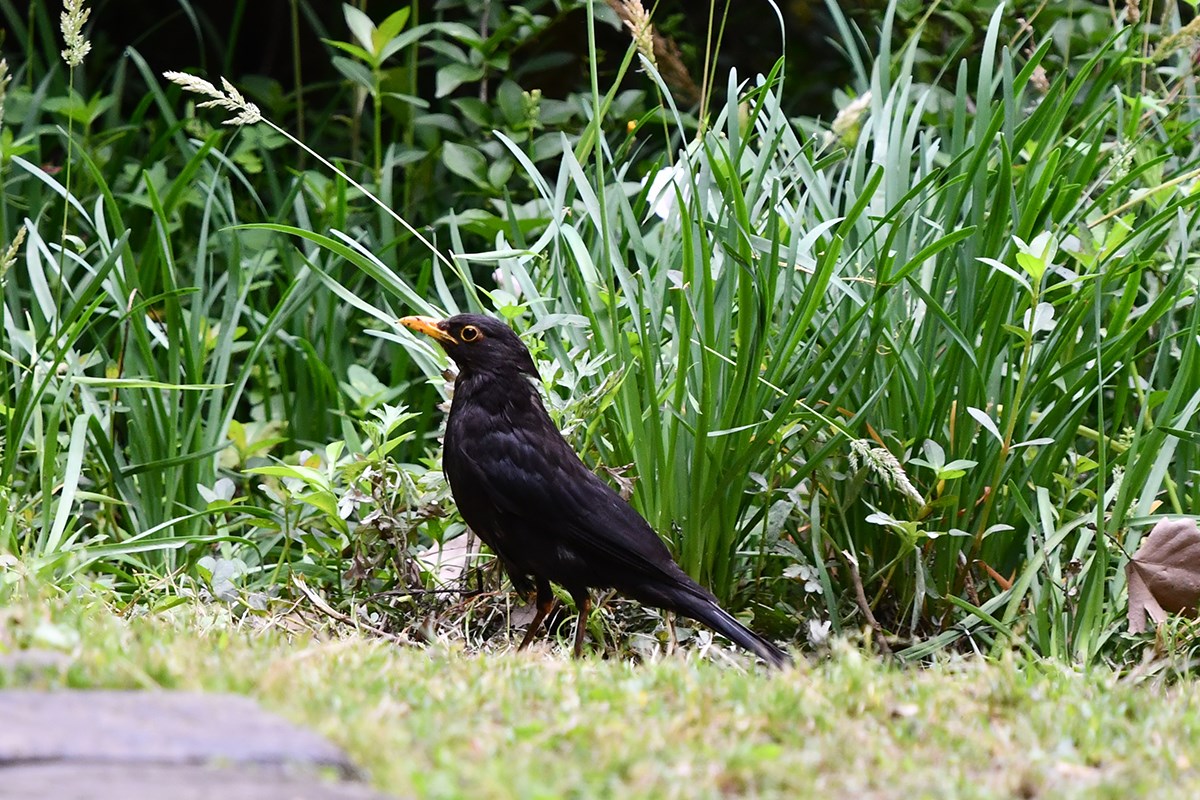 Common Blackbird | Photo par Liu Bin