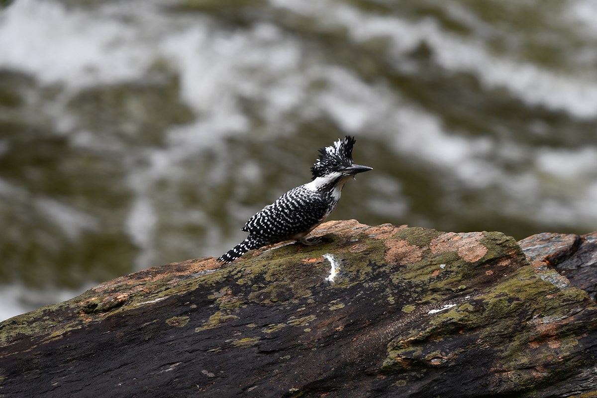 Crested Kingfisher | Photo par Liu Bin