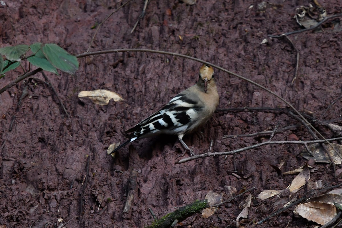 Eurasian Hoopoe | Photo par Liu Bin