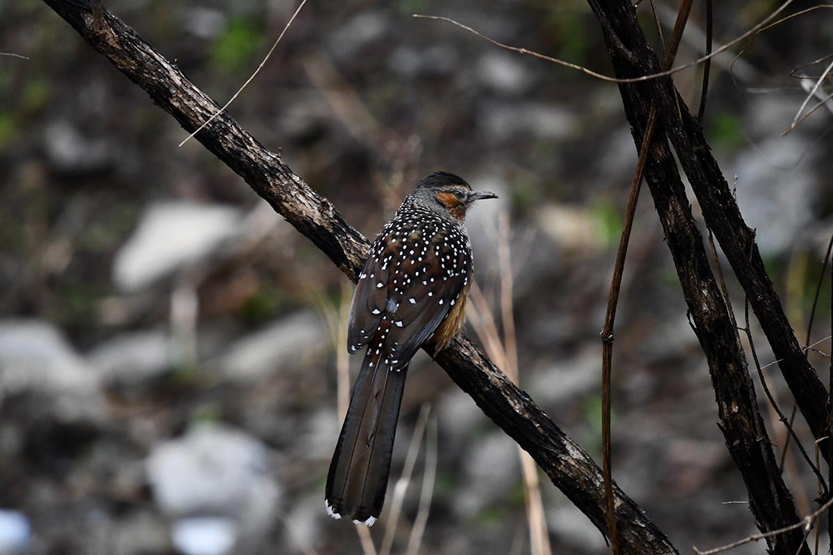 Giant Laughingthrush | Photo par Liu Bin