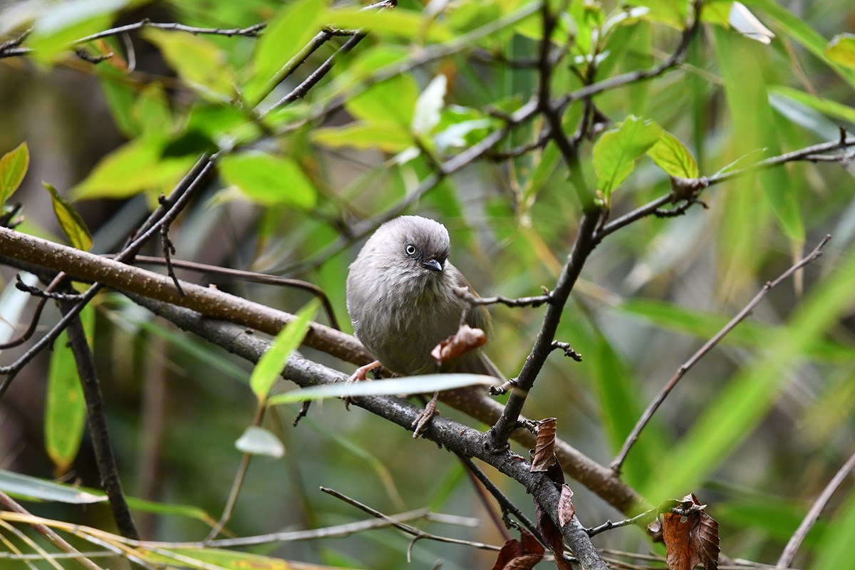 Grey Headed Bullfich | Photo par Liu Bin