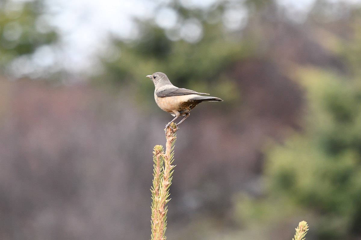 Kesslers Thrush | Photo par Liu Bin