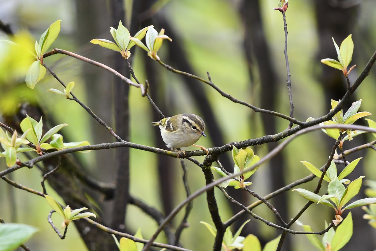 Sichuan Leaf Warbler | Photo par Liu Bin