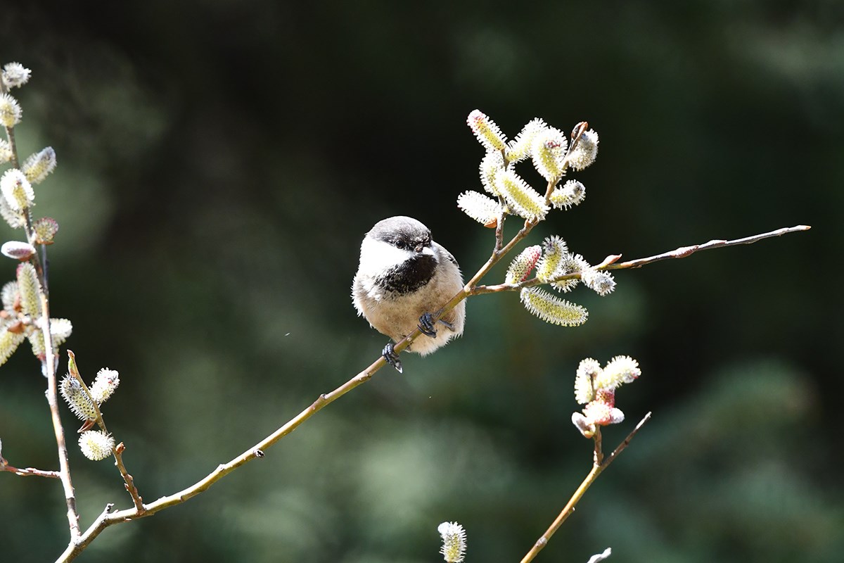 Sichuan Tit | Photo par Liu Bin