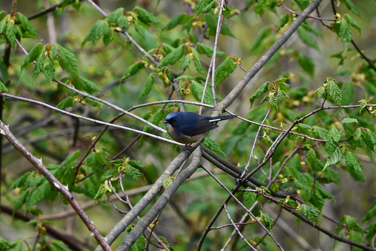 Slaty Blue Flycatcher | Photo par Liu Bin