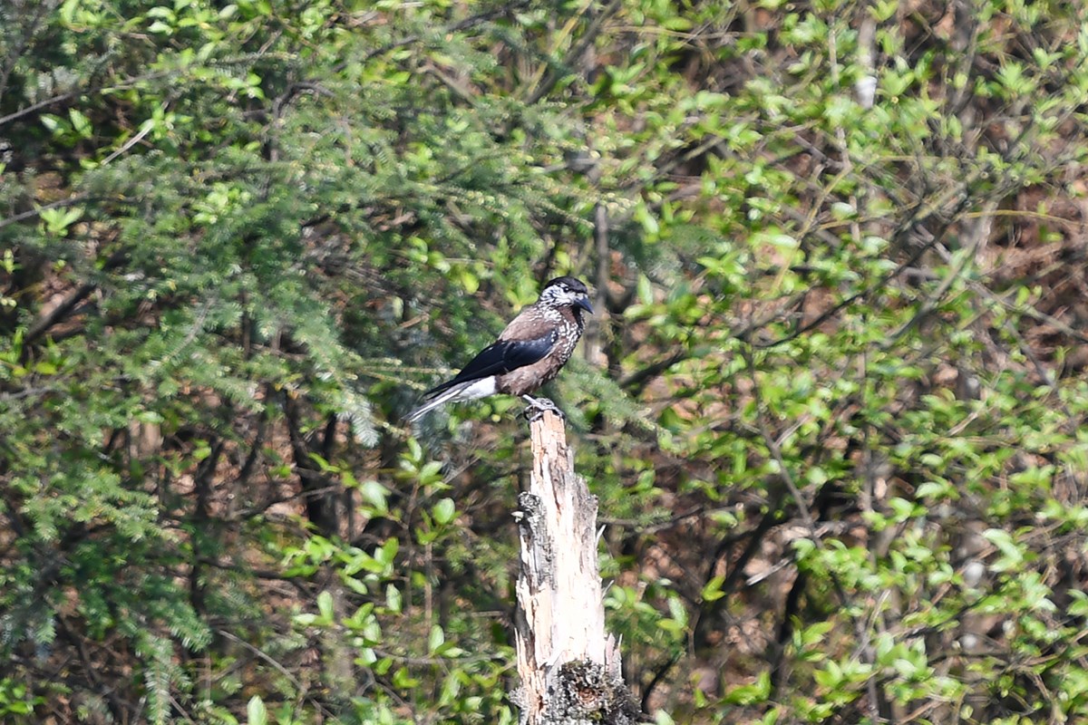 Spotted Nutcracker | Photo par Liu Bin