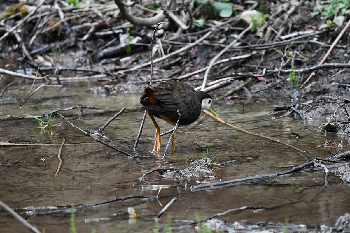 White Breasted Waterhen | Photo par Liu Bin