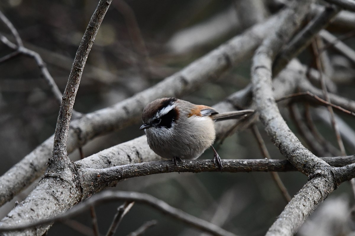White Browed Fulvetta | Photo par Liu Bin