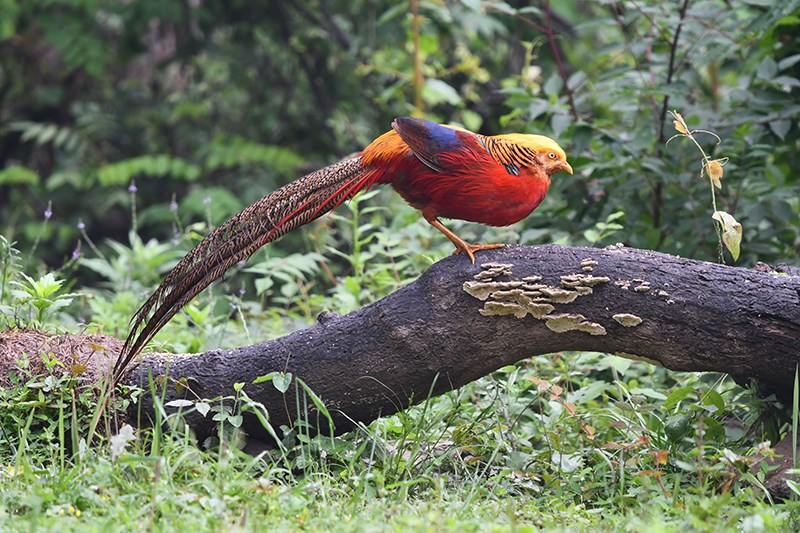 Golden Pheasant