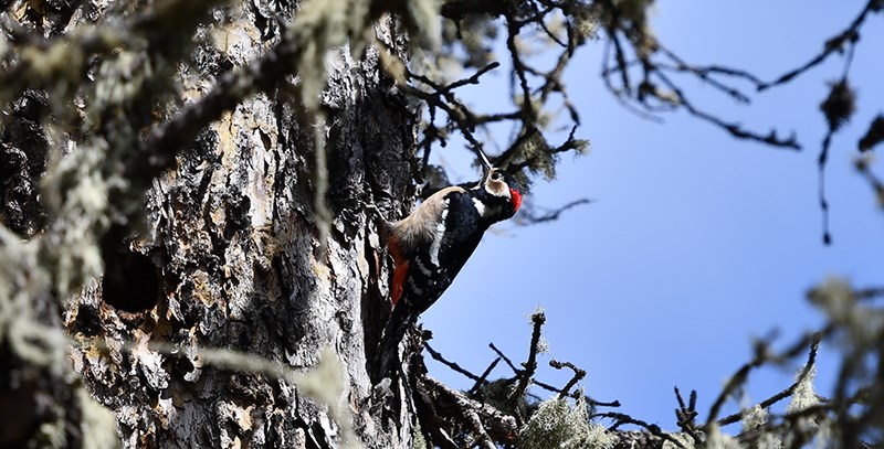 Great Spotted Woodpecker