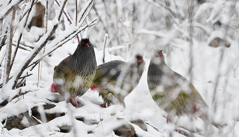 Blood Pheasant