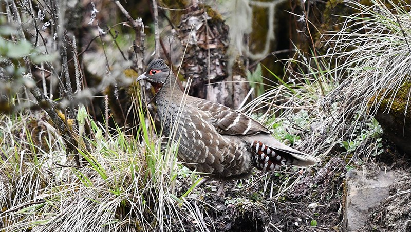 Tetraophasis obscurus