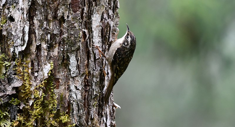 Sichuan Treecreeper