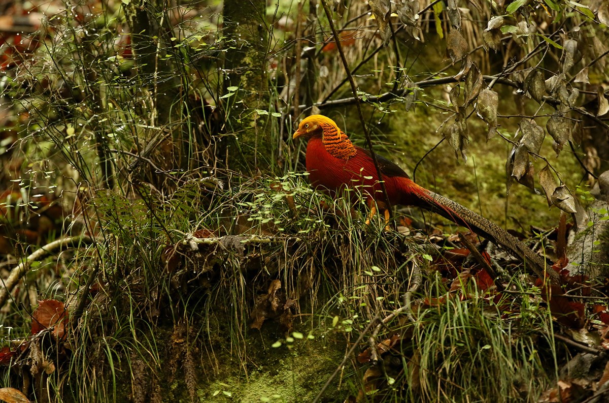 Golden Pheasant | Photo par Thierry Quelennec