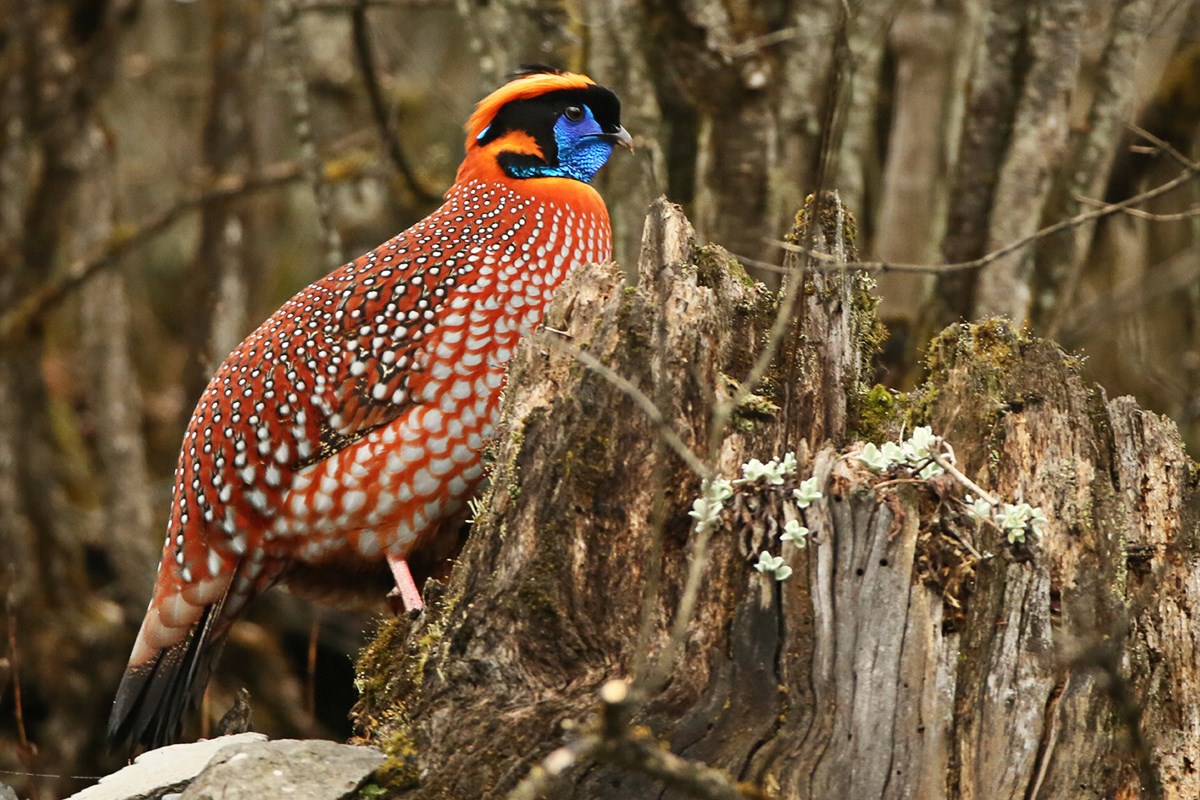 Temmincks Tragopan | Photo par Thierry Quelennec