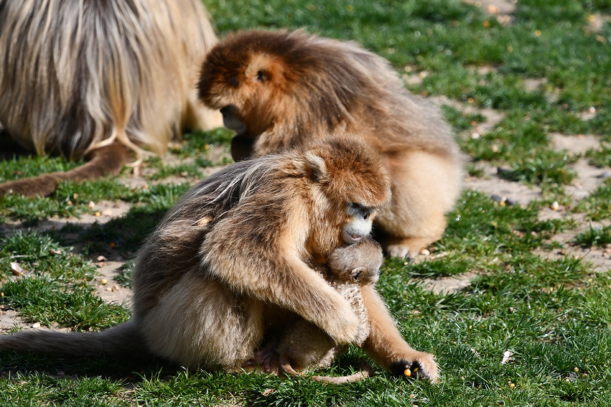Golden Snub Nose Monkey | Photo par Liu Bin