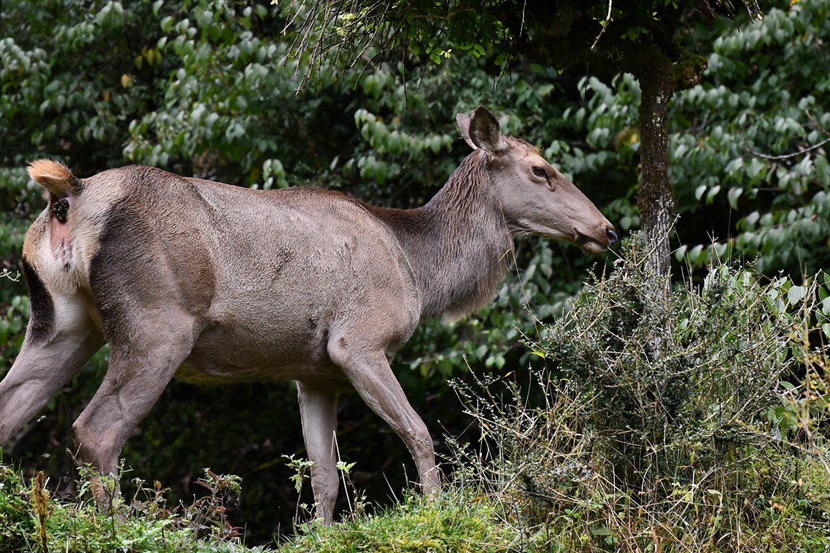 Sambar Deer | Photo par Liu Bin