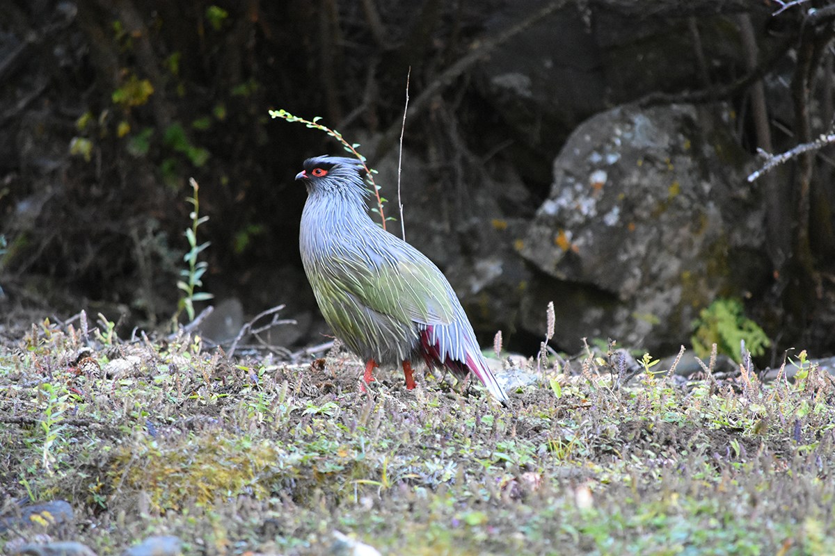 Blood Pheasant | Photo par Liu Bin