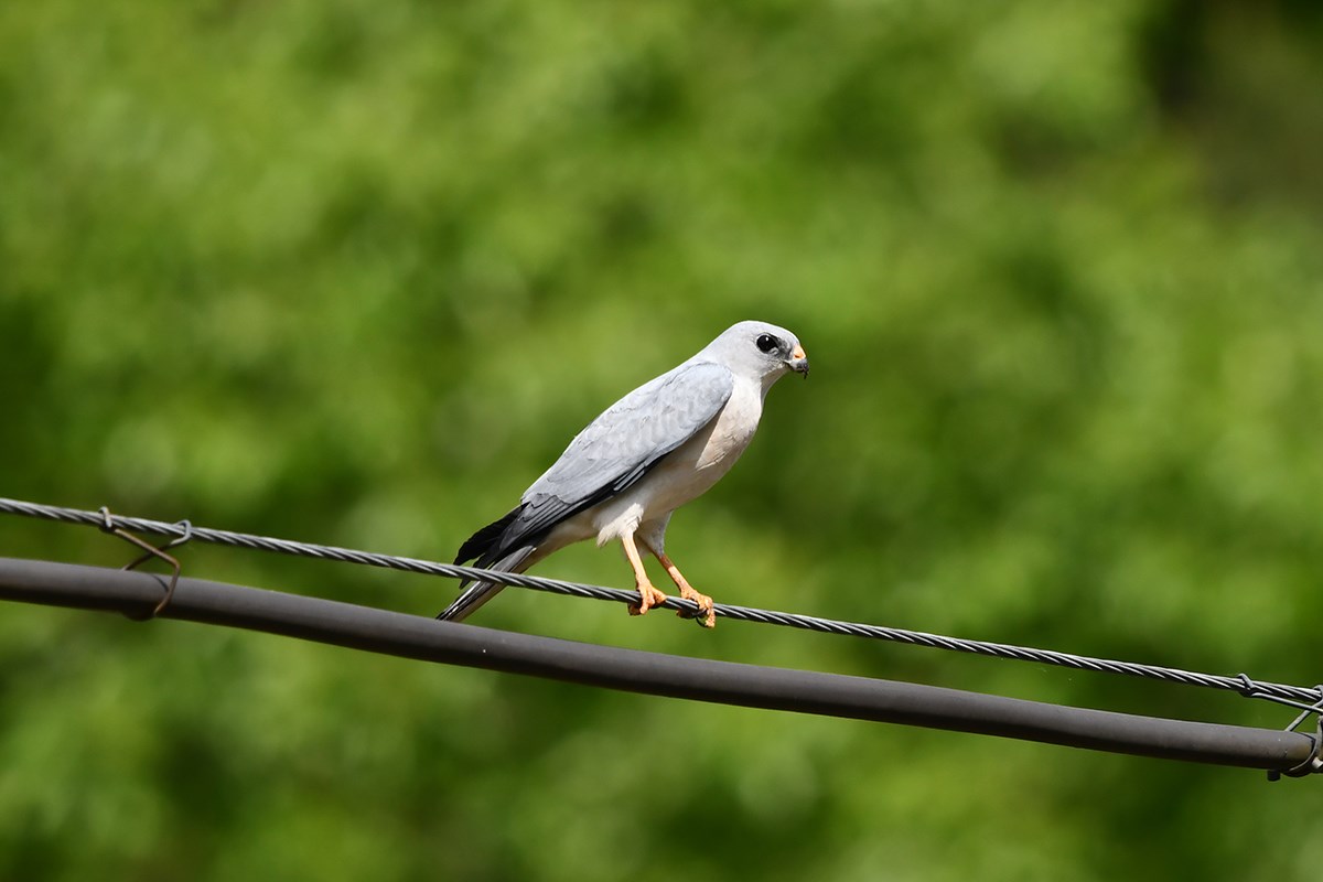 Chinese Sparrowhawk | Photo par Liu Bin