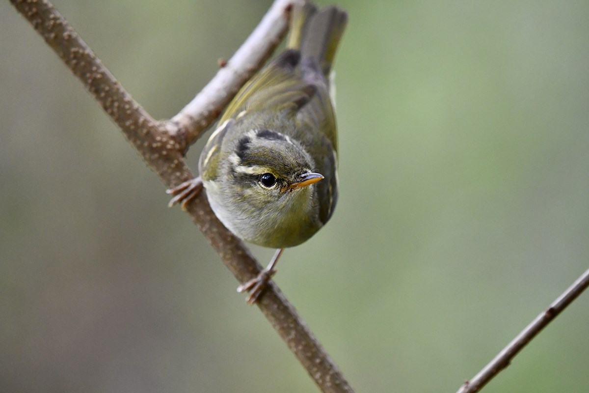 Claudias Leaf Warbler | Photo par Liu Bin