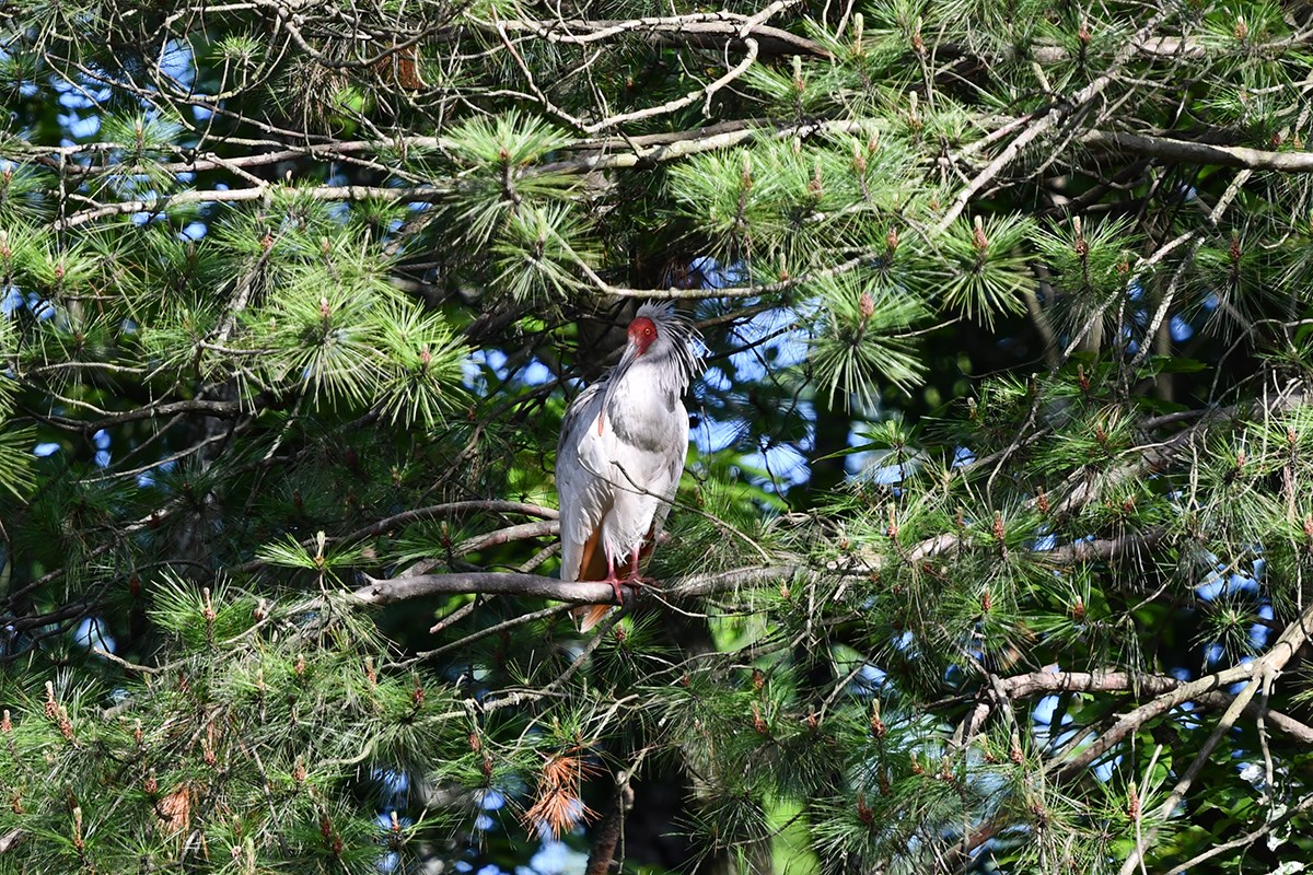 Crested Ibis | Photo par Liu Bin
