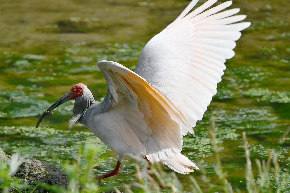 Crested Ibis | Photo par Liu Bin