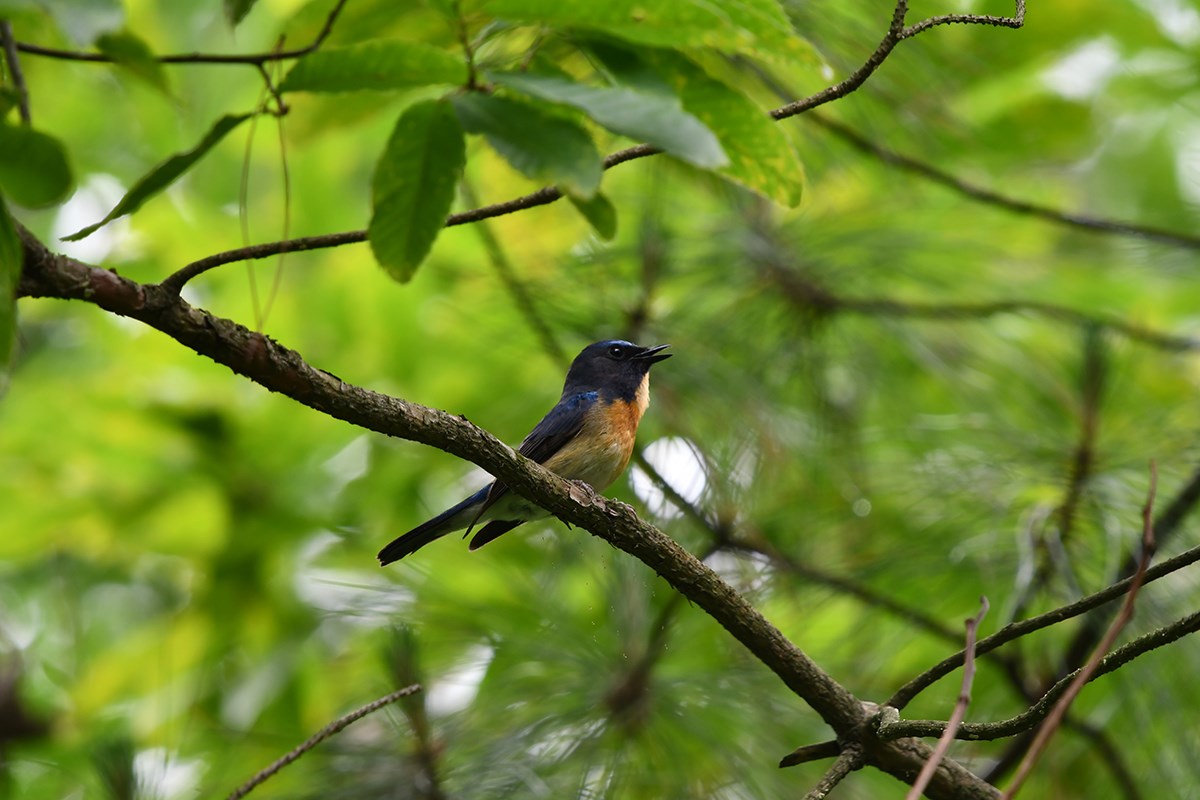 Cyornis Rubeculoides | Photo par Liu Bin