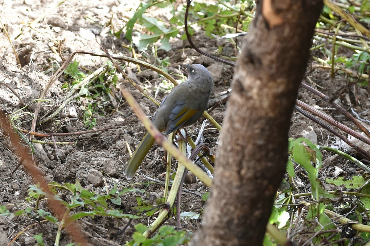 Elliots Laughingthrush | Photo par Liu Bin
