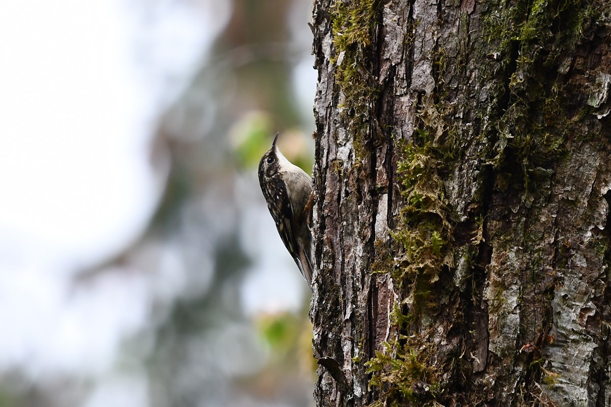 Eurasian Treecreeper | Photo par Liu Bin