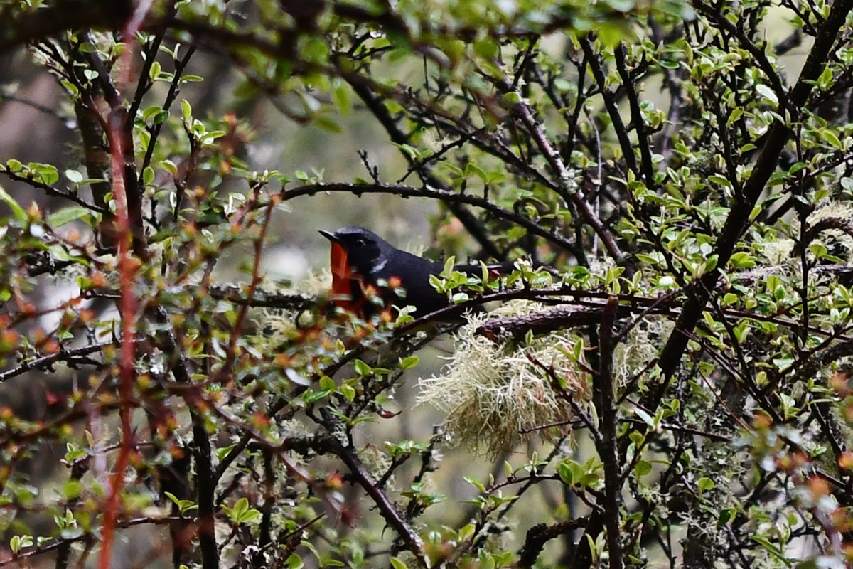 Firethroat | Photo par Liu Bin